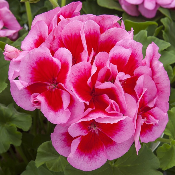 Calliope® | Rose Megasplash Geranium | Beaver Bark Gift & Garden Center