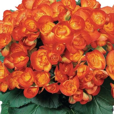 carneval-rieger-begonia