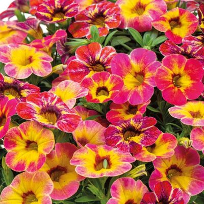 chameleon-tart-deco-calibrachoa