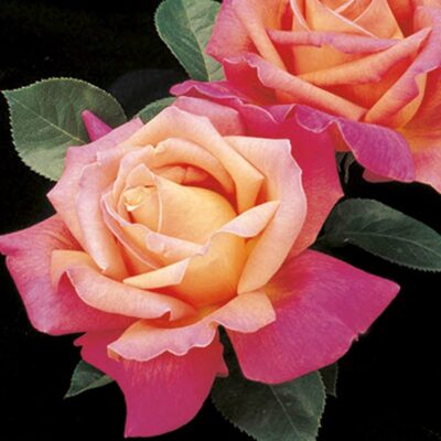 Chicago Peace Rose | Beaver Bark Gift & Garden Center