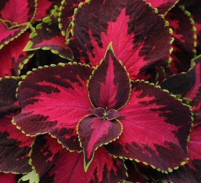 chocolate-covered-cherry-coleus