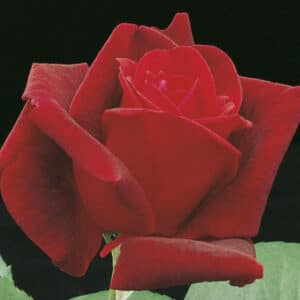 chrysler-imperial-rose