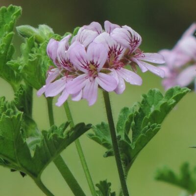 citronella-scented-geranium