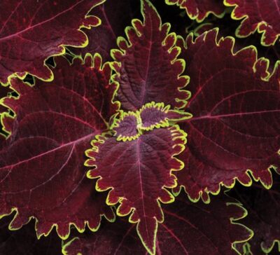 colorblaze-wicked-witch-coleus