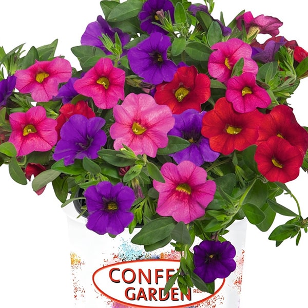 Confetti Garden® | Hawaiian Mahalo | Beaver Bark Gift & Garden Center