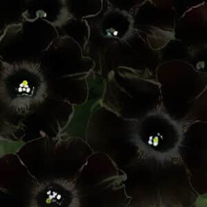 crazytunia-black-mamba-petunia