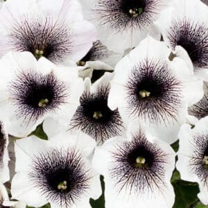 crazytunia-black-and-white-petunia