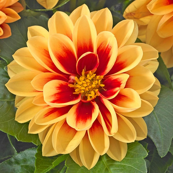 Dahlietta® | Candy Dahlia | Beaver Bark Gift & Garden Center