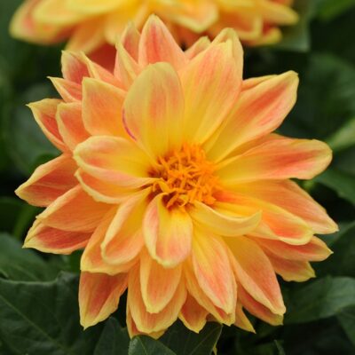 dahlietta-coby-dahlia