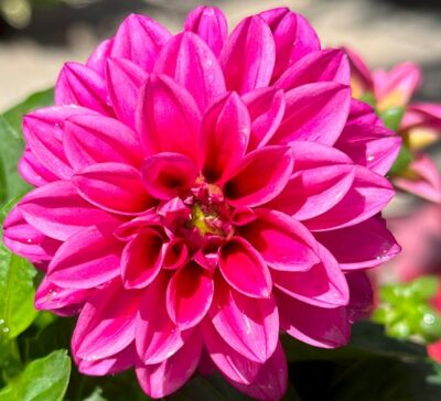 dahlietta-patty-dahlia