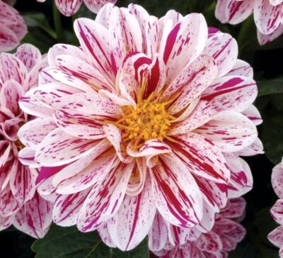 dahlietta-paula-dahlia