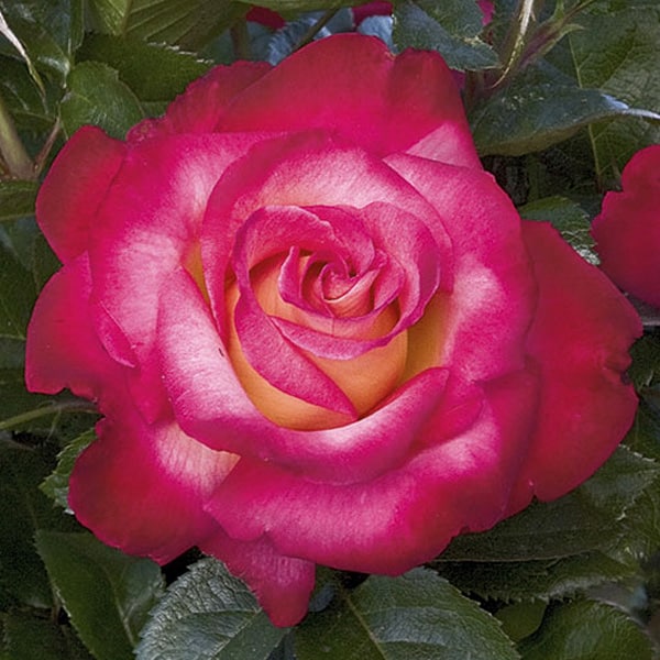 Dick Clark Rose | Beaver Bark Gift & Garden Center