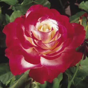 double-delight-rose