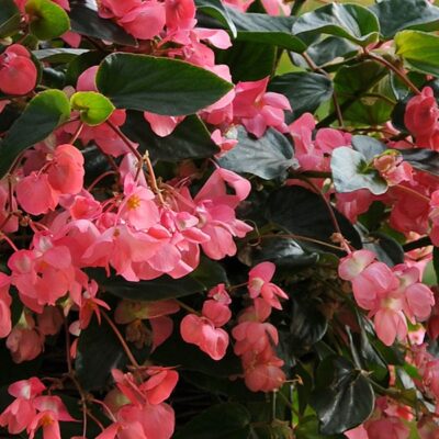 dragon-wing-pink-begonia