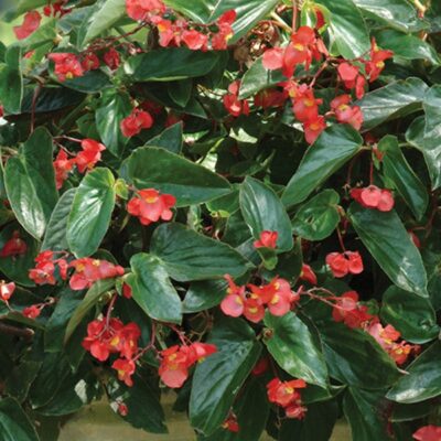 dragon-wing-red-begonia