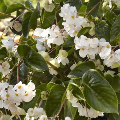 dragon-wing-white-begonia