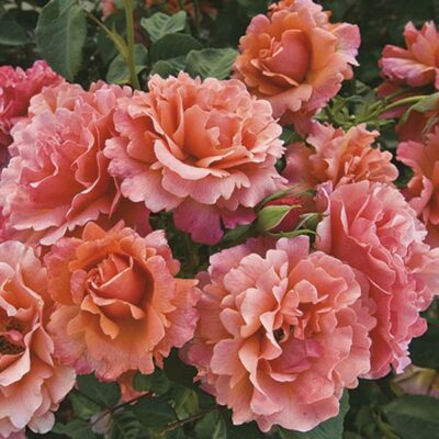 easy-does-it-rose