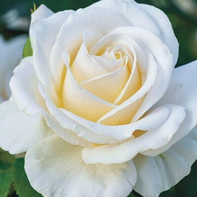 easy-spirit-rose