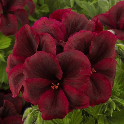 elegance-burgundy-geranium