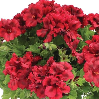 elegance-claret-geranium