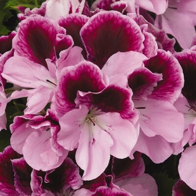 elegance-purple-majesty-geranium