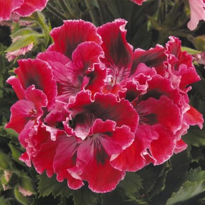 elegance-red-velvet-geranium