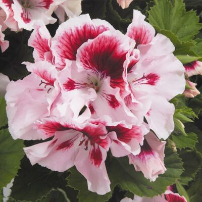 elegance-rose-bicolor-geranium