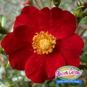 flower-carpet-groundcover-red-rose