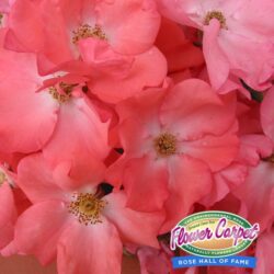 flower-carpet-rose-coral