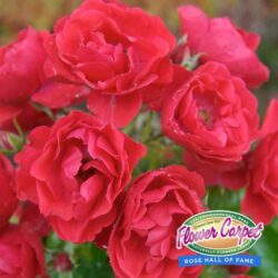 flower-carpet-scarlet-rose