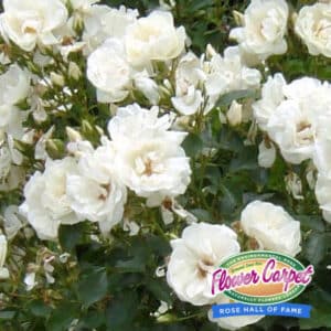 flower-carpet-white-rose