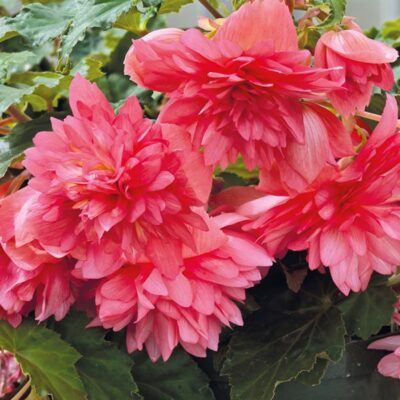 funky-pink-begonia