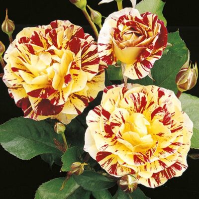 george-burns-rose