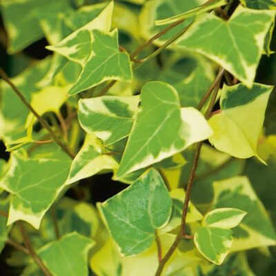 german-variegata-ivy