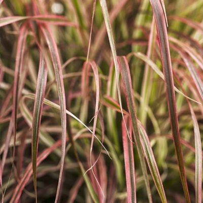 graceful-grasses-fireworks-variegated-fountaingrass