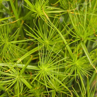 graceful-grasses-queen-tut-papyrus