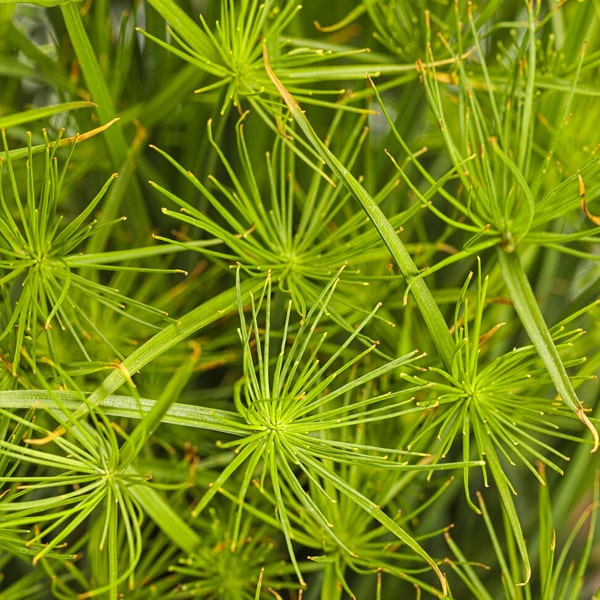 Graceful Grasses® | Queen Tut™ | Dwarf Egyptian Papyrus | Beaver Bark ...