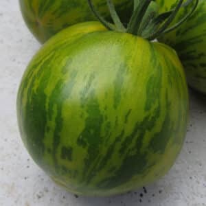 green-zebra-tomato
