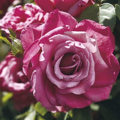 heirloom-rose