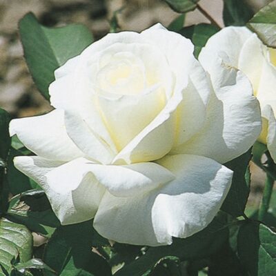 honor-rose