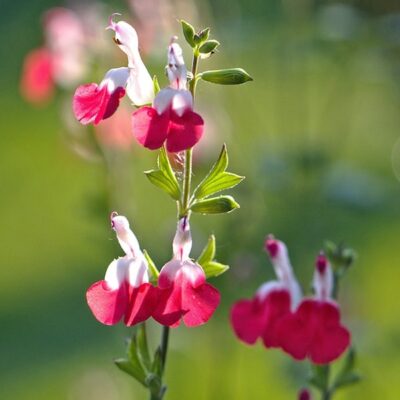 hot-lips-salvia