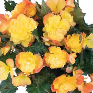 iconia-first-kiss-del-sol-begonia