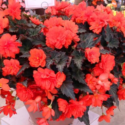 iconia-hot-coral-begonia