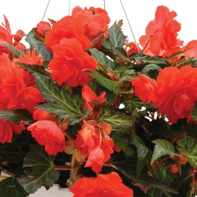 iconia-miss-miami-begonia