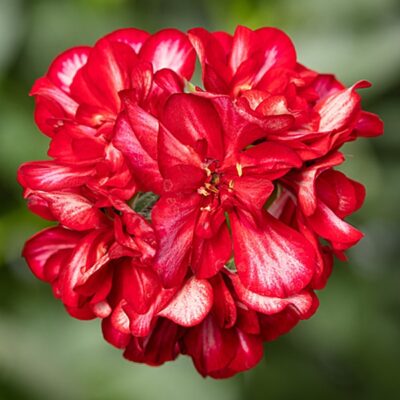 Ivy League™ | Arctic Red Geranium | Beaver Bark Gift & Garden Center