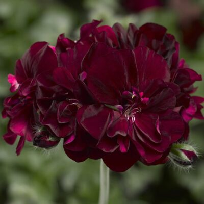 ivy-league-burgundy-geranium