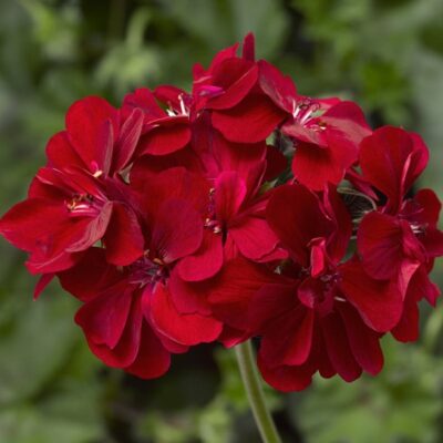 Ivy League™ | Red Geranium | Beaver Bark Gift & Garden Center