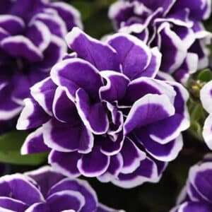 jewel-frosted-sapphire-petunia