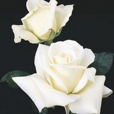 John F Kennedy Rose | Beaver Bark Gift & Garden Center