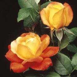 judy-garland-rose